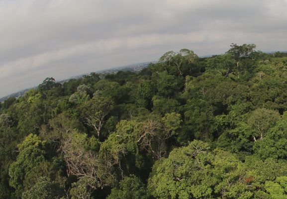 Amazon Rainforest Business 577x400 1