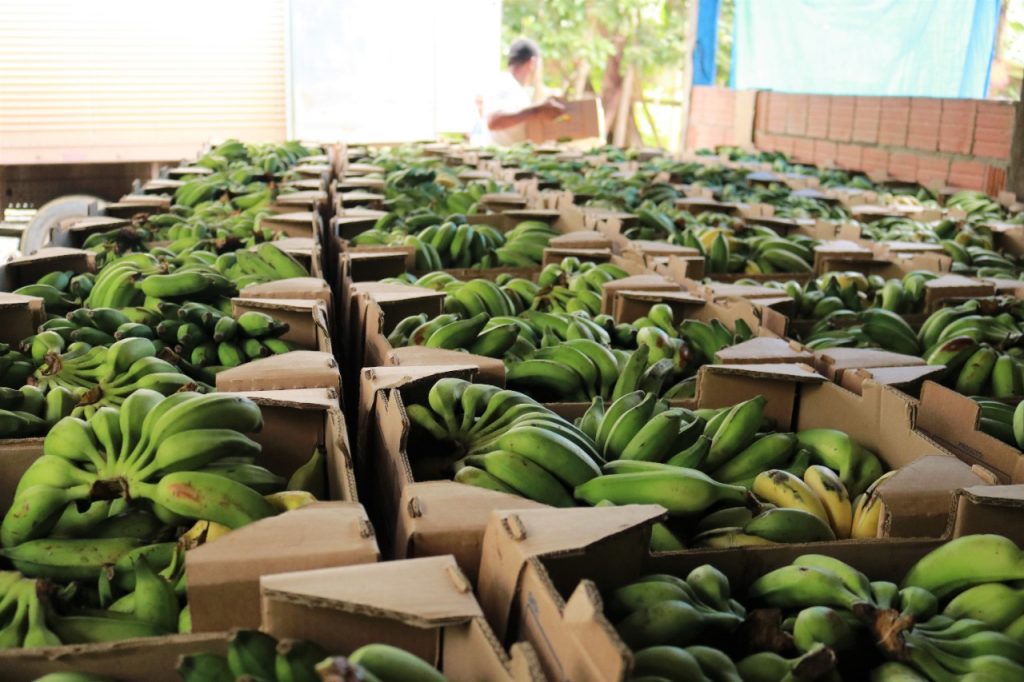 Producao Indigena Bananas Agro Amazonas 3 1024x682 1