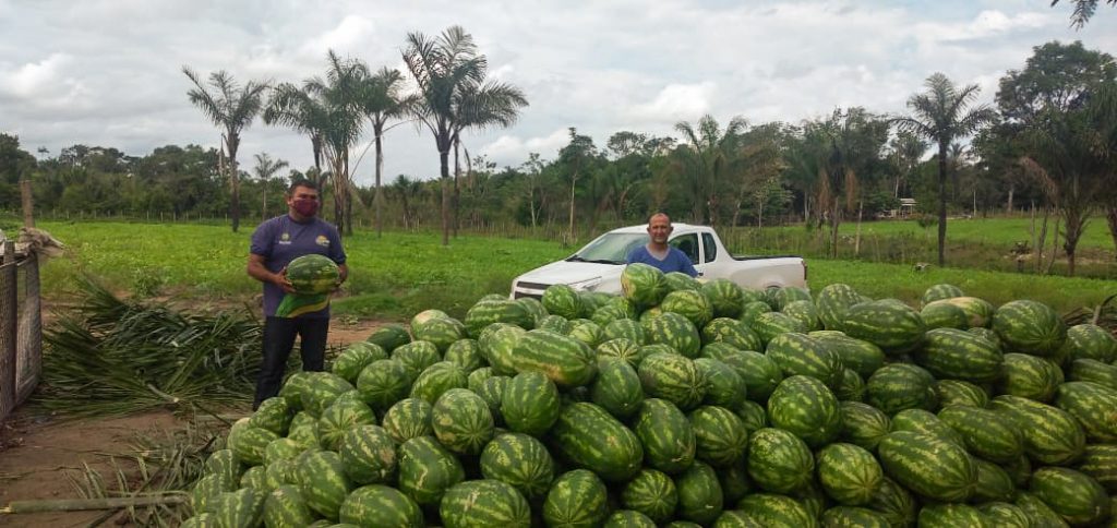 Melancia Plantacao Borba Agricultores 2 1024x484 1