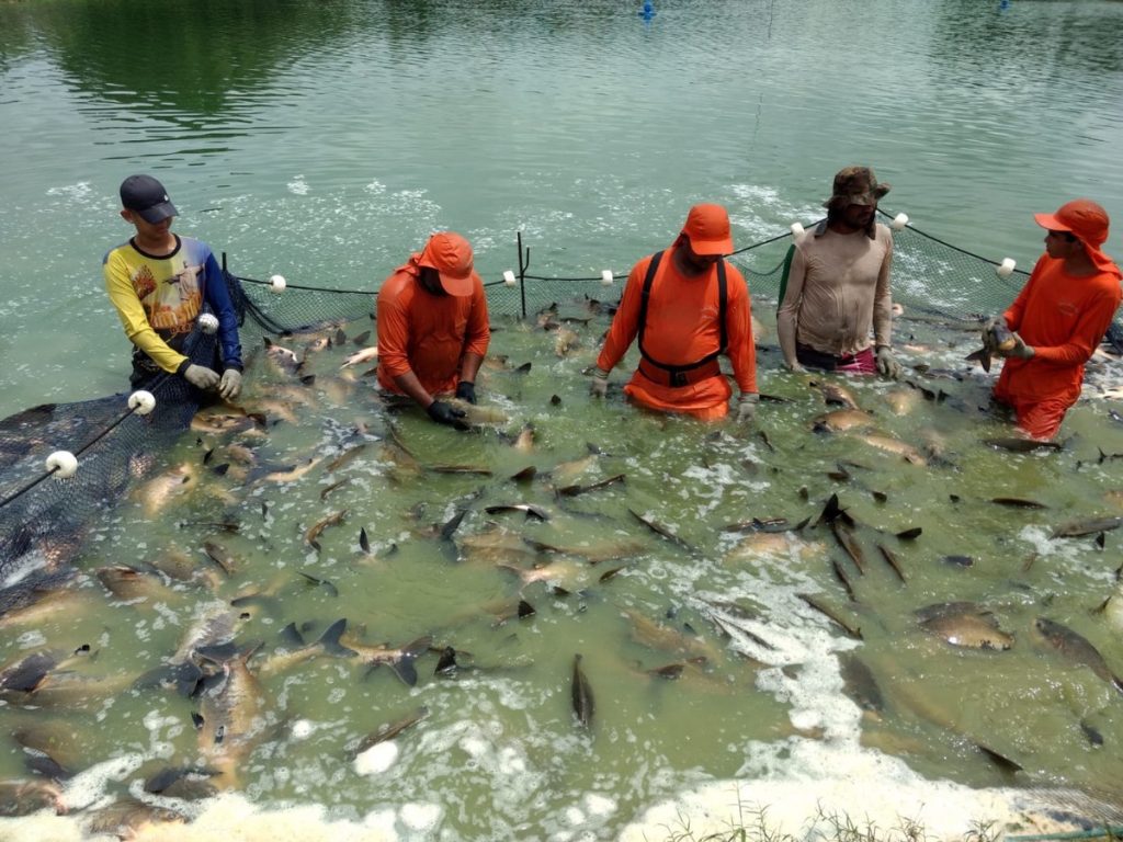 Governo do Amazonas incentiva piscicultura no estado Foto Divulgacao Sepror 1024x768 1