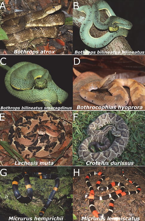 Especies de serpentes envolvidas em acidentes ofidicos na Amazonia brasileira FOTO Acervo de Wuelton Monteiro