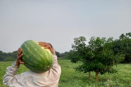 Idam agricultor com sua melancia divulgac807 a771 o IDAM 768x1024 1