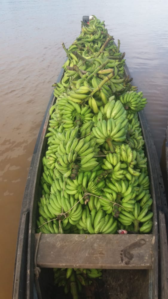 Idam Dia Mundial da Banana Fotos Divulgacao 4