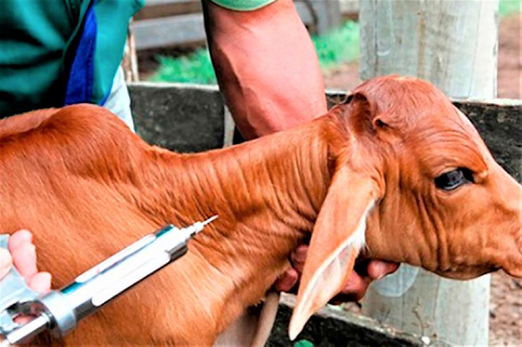 ADAF Medicos veterinarios devem realizar atualizacao do cadastro no programa de vacinacao contra a brucelose Divulgacao Adaf