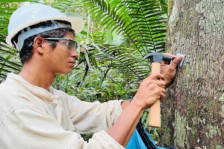 Idam Manejo Florestal em Novo Aripuana Fotos Divulgacao 2