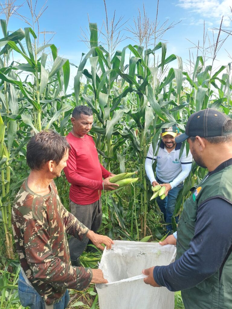 Idam fomenta producao de milho verde e feijao caupi Divulgacao Idam 768x1024 1