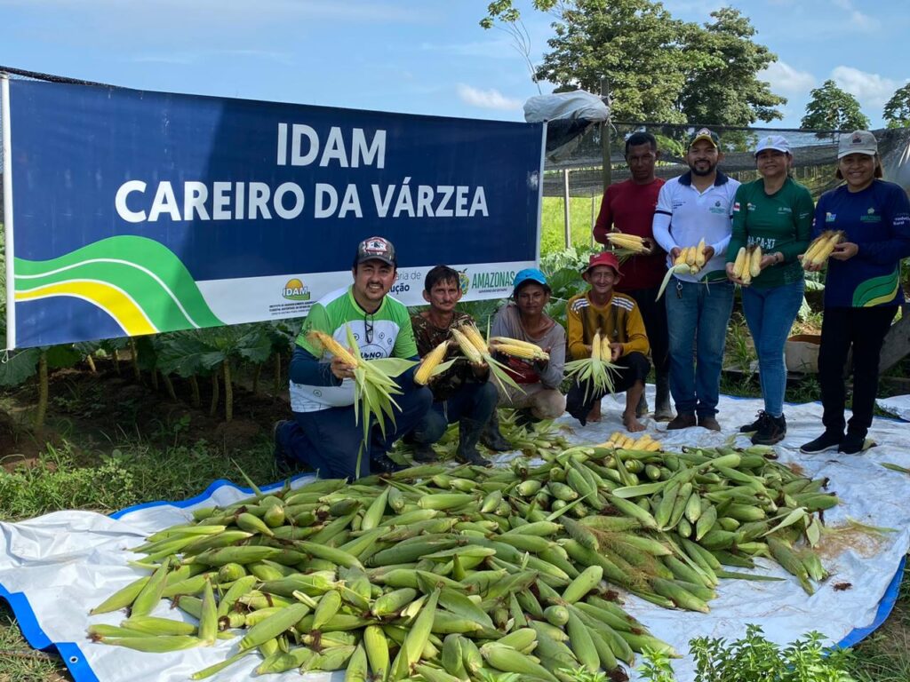 Idam fomenta producao de milho verde e feijao caupi Producao de milho verde Divulgacao Idam 1024x768 1