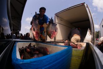 Doacao de pescado foto Arthus Castro. 2 1 ajxXjk