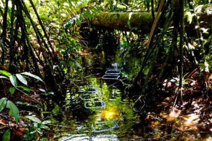 FAPEAM Pesquisa analisa saude de peixes e tartarugas em ambientes aquaticos da Amazonia Fotos Lidia Aguiar da Silva 2 768x1024 UUTbCE