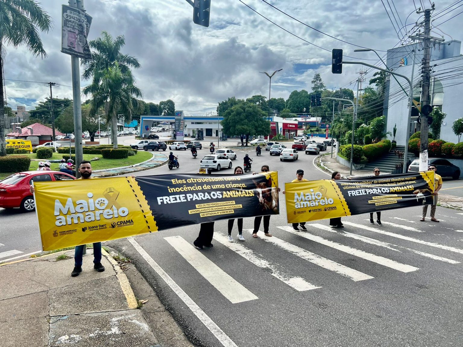 Comissao de Protecao aos Animais da Assembleia Legislativa do Amazonas inicia acoes voltadas ao E28098Maio Amarelo Foto Joedi Porto l19Gwm