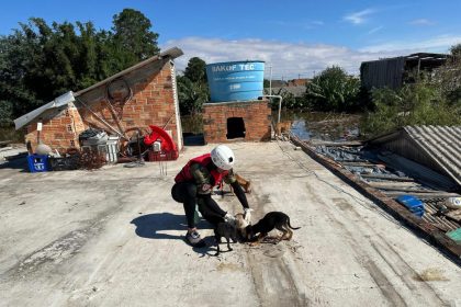 Comissao de Protecao dos Animais da Aleam e veterinarios do AM resgatam mais de 400 animais no desastre ambiental do RS 2 1024x768 1rsjyy