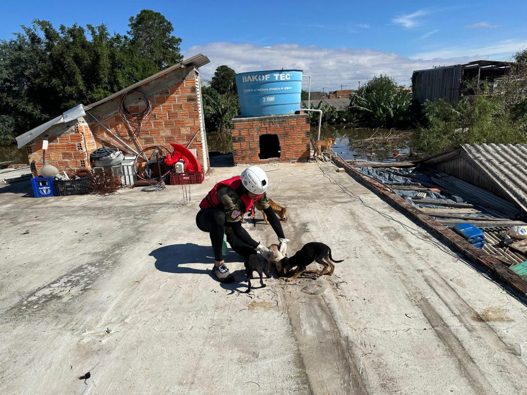 Comissao de Protecao dos Animais da Aleam e veterinarios do AM resgatam mais de 400 animais no desastre ambiental do RS 2 1024x768 1rsjyy