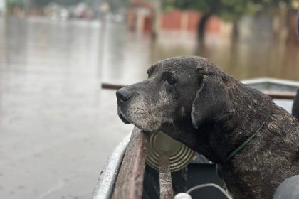 Doguinho do telhado e resgatado pela equipe da Comissao de Protecao dos Animais da Aleam no Rio Grande do Sul 1024x768 6FbHXo