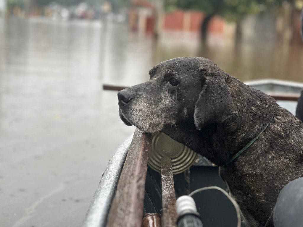 Doguinho do telhado e resgatado pela equipe da Comissao de Protecao dos Animais da Aleam no Rio Grande do Sul 1024x768 6FbHXo