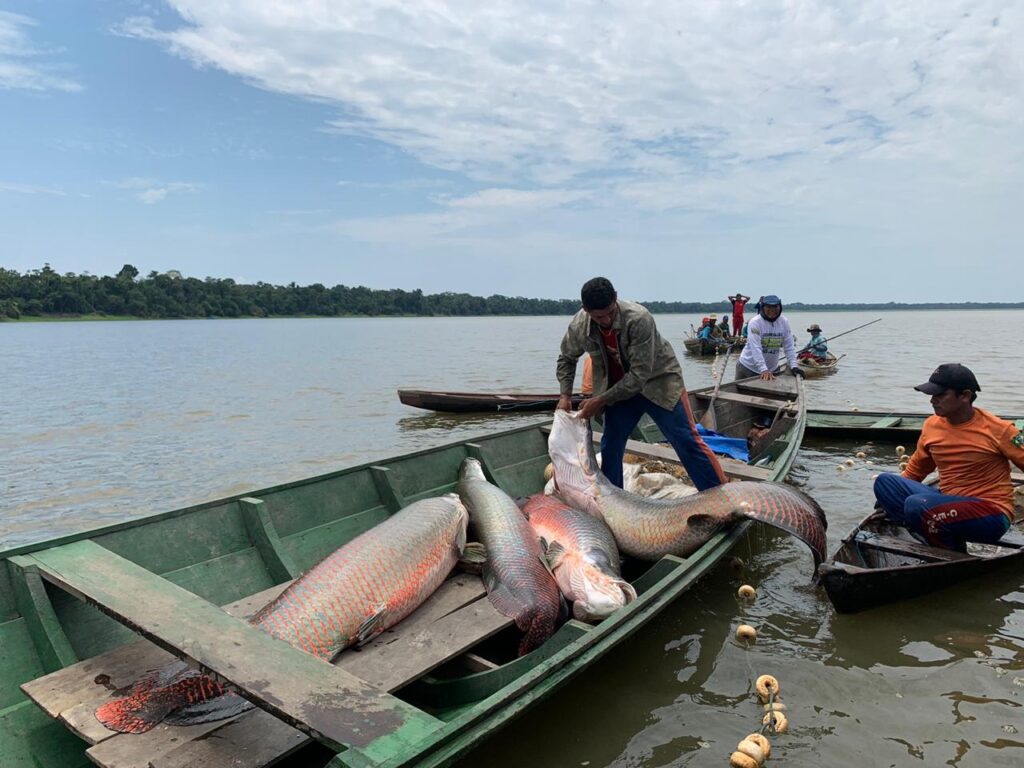 Pesca RDS Mamiraua foto Larissa Franca 1024x768 AnSaeV