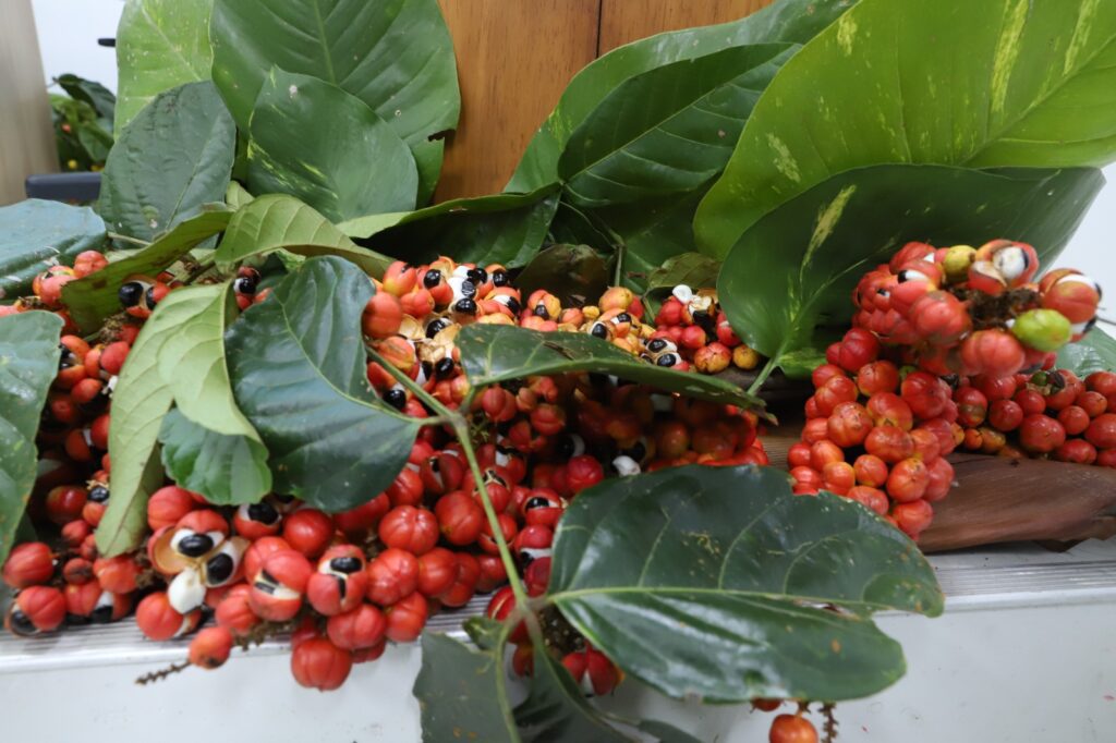 Guarana foto Divulgacao 1 1024x682 1