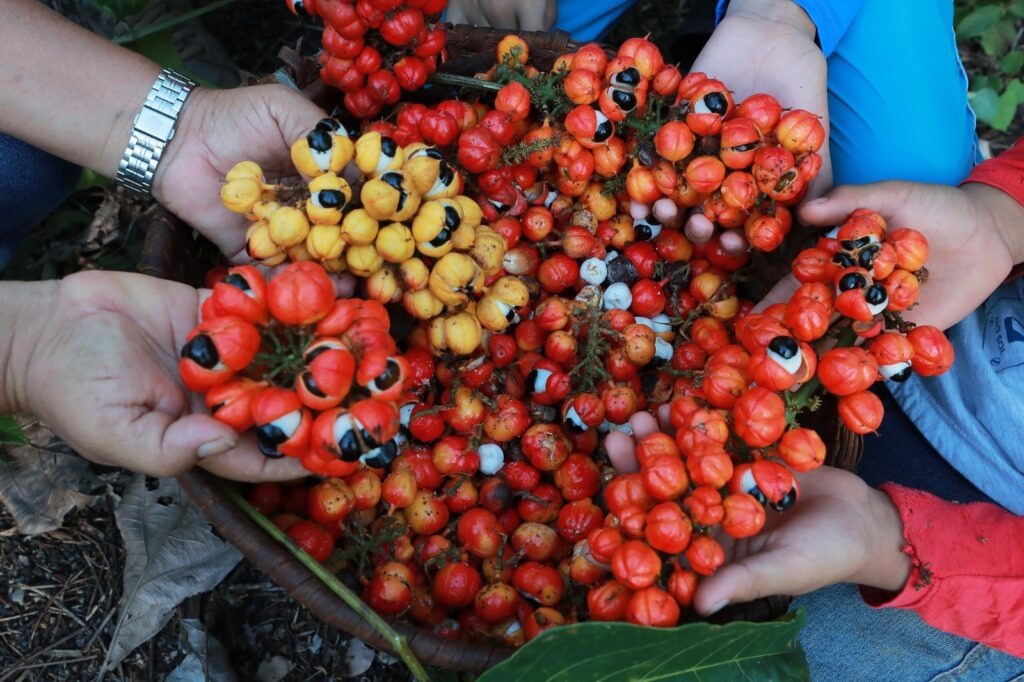 Guarana foto Divulgacao 3