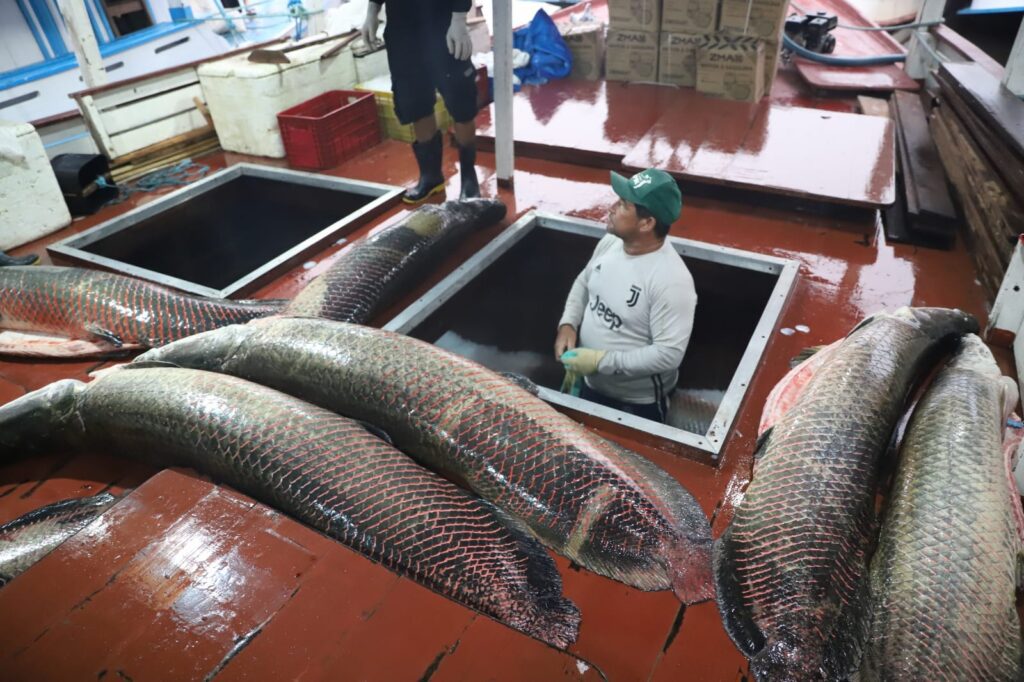 Tapaua Pirarucu foto Emerson Martins Sepror 3 1024x682 1