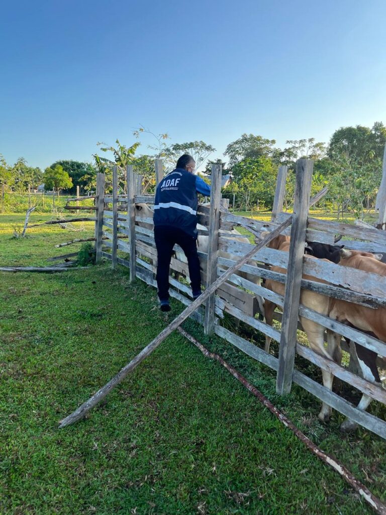 Adaf3 produtores que nao vacinarem seus animais ficam sujeitos a penalidades 768x1024 1