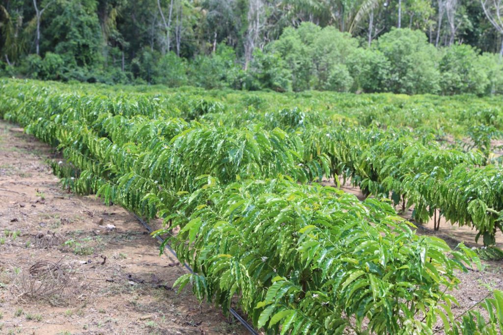 Cafeicultura: Governo do Amazonas incentiva crescimento do setor em Iranduba 8 Sepror 3 Safra de cafe robusta amazonico Foto Emerson Martins Sepror 1024x682 1