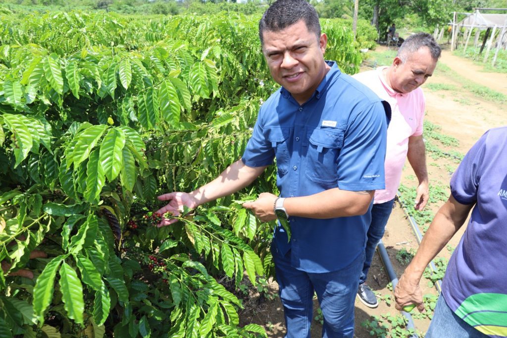Cafeicultura: Governo do Amazonas incentiva crescimento do setor em Iranduba 12 Sepror 6 Safra de cafe robusta amazonico Secretario Daniel Borges Foto Emerson Martins Sepror 1024x682 1
