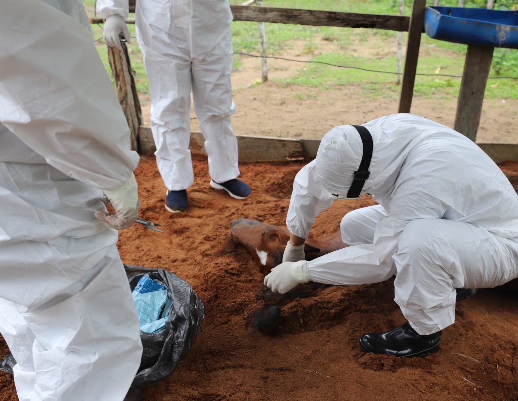 Adaf1 veterinarios e tecnicos da Adaf coletam material biologico para analise 1024x793 1