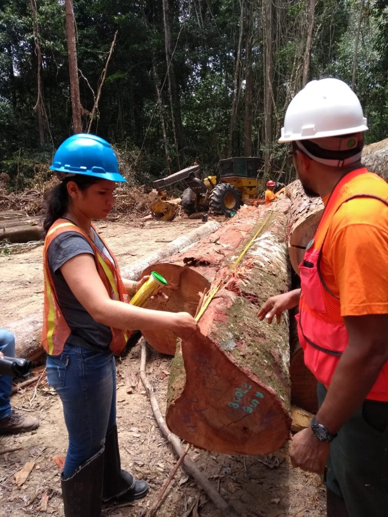 Ipaam anuncia Período de Defeso Florestal no Amazonas Informe Manaus Defeso Florestal 768x1024 1