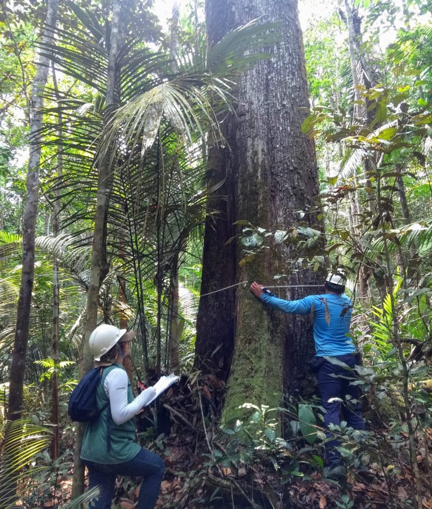 Ipaam anuncia Período de Defeso Florestal no Amazonas Informe Manaus Periodo Defeso Florestal 869x1024 1