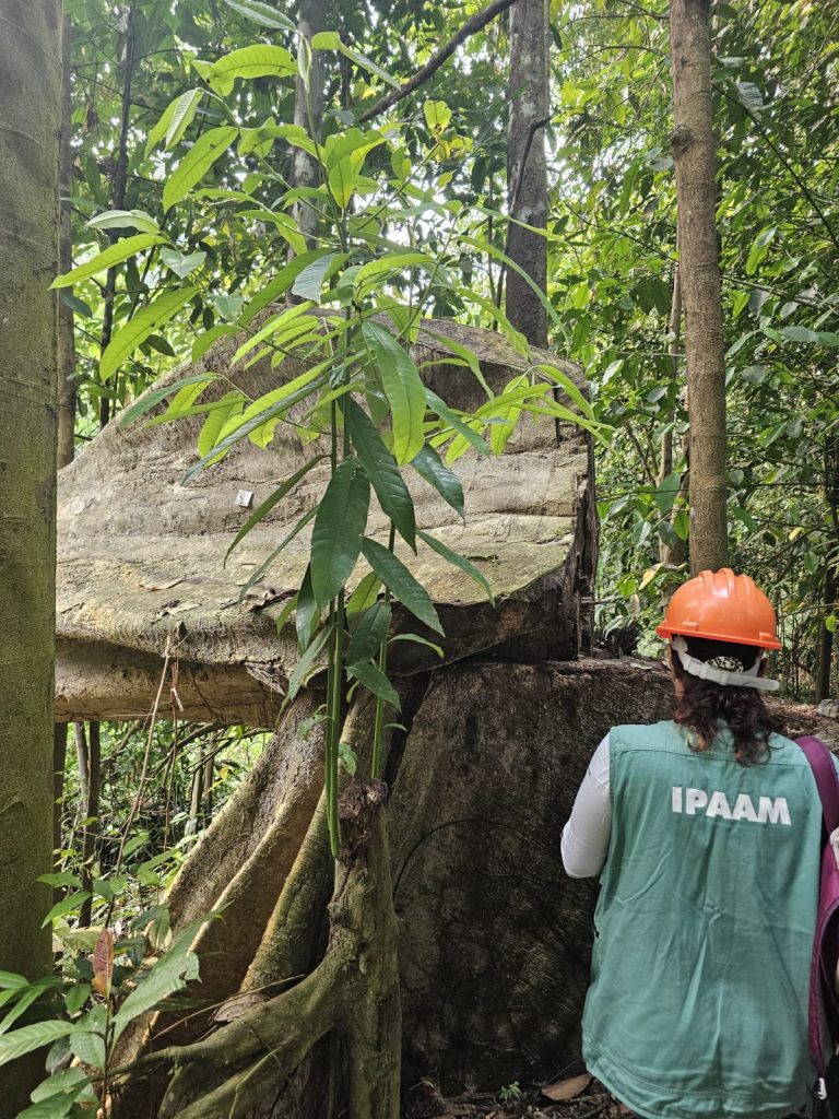 Ipaam anuncia Período de Defeso Florestal no Amazonas Informe Manaus Restricao Sazonal 768x1024 1