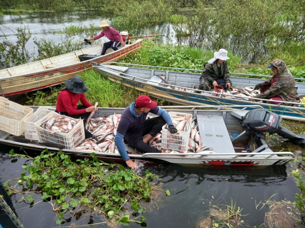 Foto divulgacao Sepror Pesca do Mapara