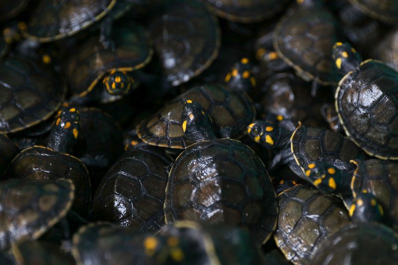 SEMA Mais de 18 mil filhotes de quelonios sao soltos na RDS do Uatuma FOTO MAURO NETO SECOM 4