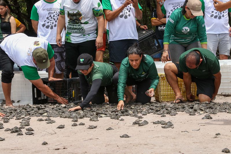 SEMA Mais de 18 mil filhotes de quelonios sao soltos na RDS do Uatuma FOTO MAURO NETO SECOM 6