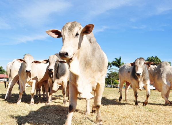 Campanha de atualização cadastral de animais começa na próxima segunda-feira, alerta Adaf 5 Adaf01 atualizacao cadastral