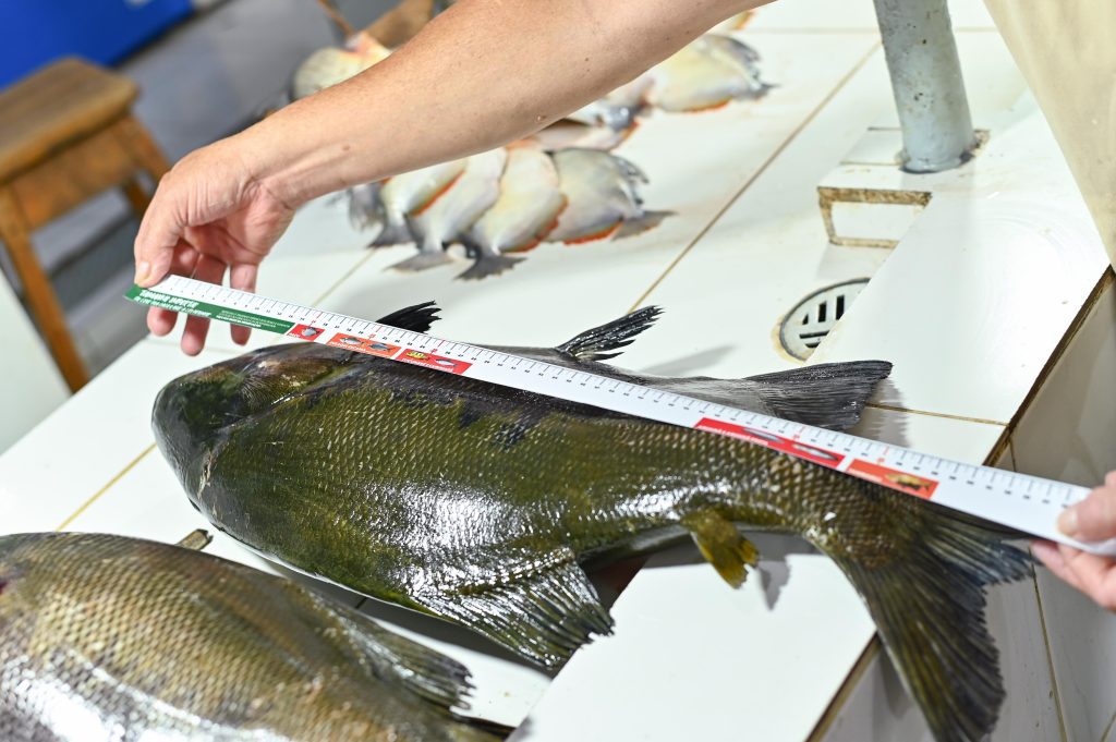 Ipaam orienta sobre pesca sustentável na Feira da Panair com entrega de fitas de medição 7 Acao do Ipaam na Feira da Panair Foto 2 17 05 2025 1024x681 1