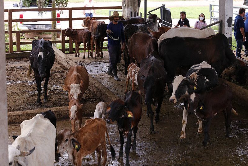 Amazonas obtém status internacional ‘livre de aftosa’ sem vacinação 8 Adaf4 Rebanho amazonense ja soma mais de 27 milhoes de animais