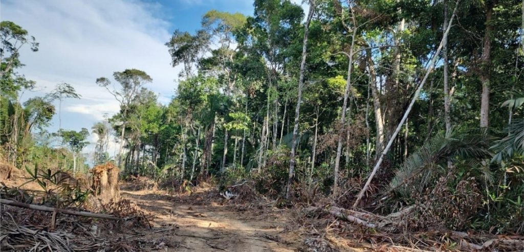 Ipaam embarga mais de 6 mil hectares por desmatamento ilegal com monitoramento remoto em abril 7 Area desmatada Foto 1 Arquivo 13 05 2025 1024x494 1