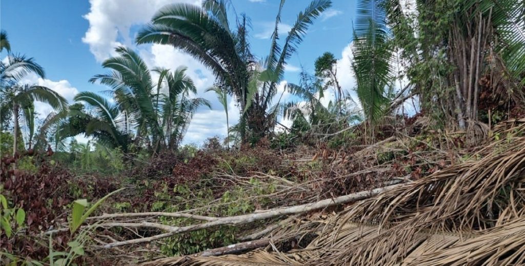 Ipaam embarga mais de 6 mil hectares por desmatamento ilegal com monitoramento remoto em abril 6 Area desmatada Foto 2 Arquivo 13 05 2025 1024x519 1