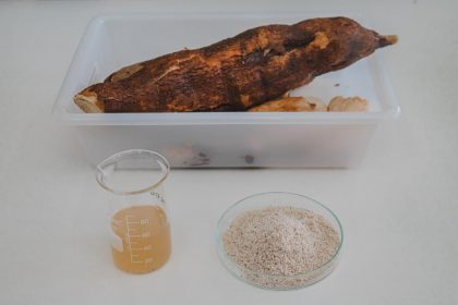 FAPEAM Mandioca acucarada e alternativa para a producao de bioetanol FOTO ARQUIVO FAPEAM 3