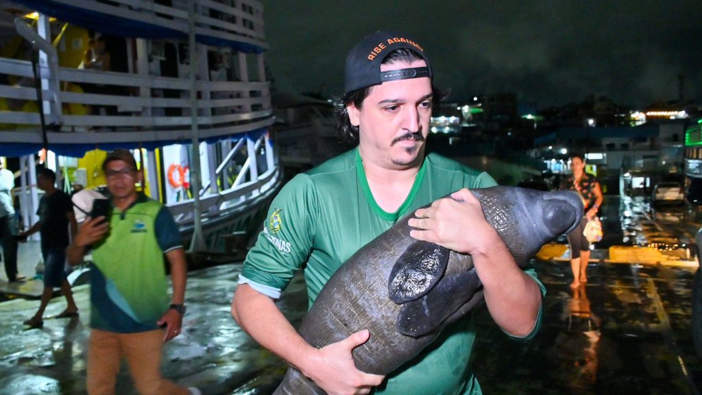 Noventa animais silvestres são resgatados pelo Ipaam de janeiro a maio 7 Filhote de peixe boi Foto 1 Ipaam Arquivo 1024x576 1