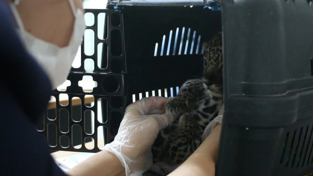 Noventa animais silvestres são resgatados pelo Ipaam de janeiro a maio 6 Filhotes de onca pintada durante avaliacao com medica veterinaria no Cetas Foto 2 Ipaam Arquivo 1024x576 1