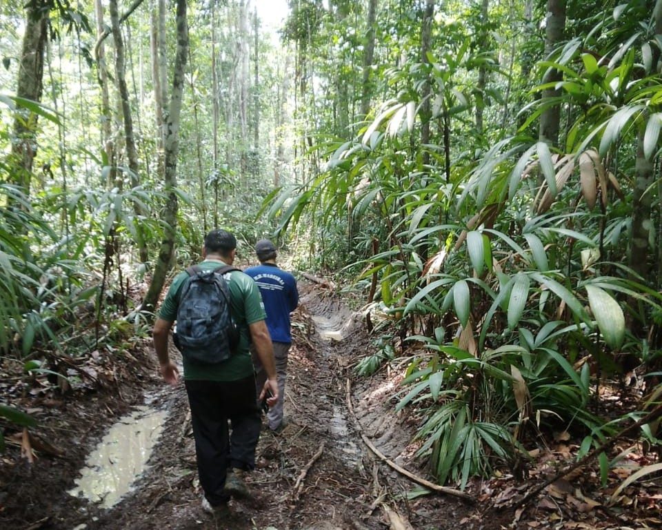 Período do Defeso Florestal chega ao fim nesta quinta-feira no Amazonas 7 Fim do Defeso Florestal Foto 2 14 05 2025