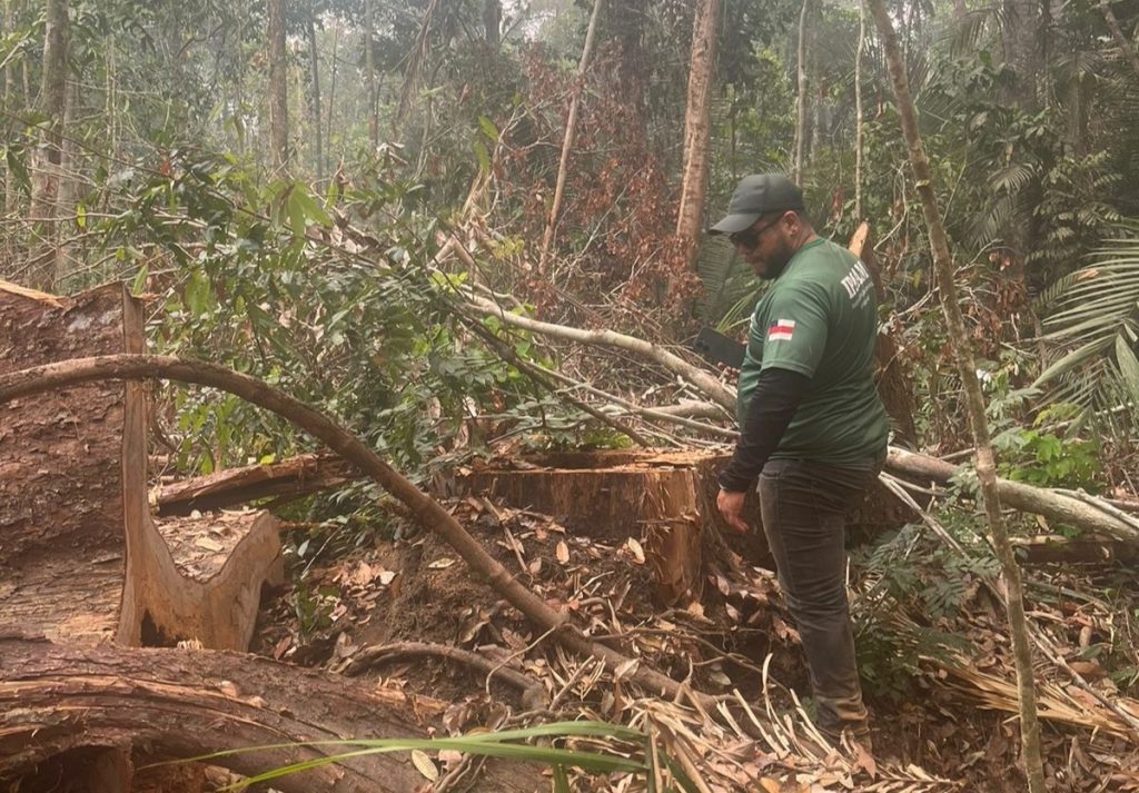 Período do Defeso Florestal chega ao fim nesta quinta-feira no Amazonas 9 Fim do Defeso Florestal Foto 4 14 05 2025 1024x713 1