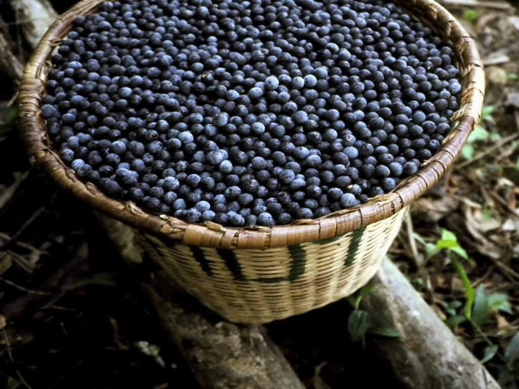 Com incentivos do Idam, produção de açaí cresce 150% no Amazonas 5 Idam producao de acai Foto Divulgacao Idam 1024x769 1