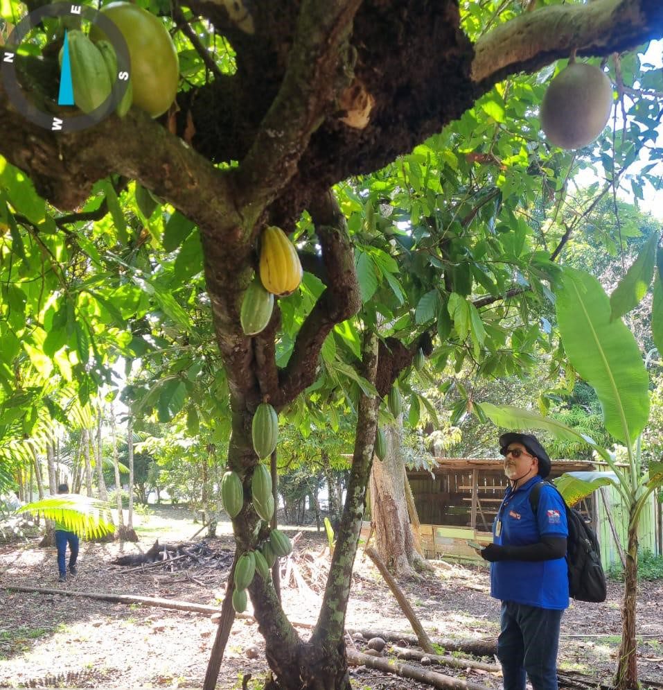Em Boa Vista do Ramos, ação conjunta monitora lavouras de cacau e cupuaçu contra monilíase 5 Idam visitas tecnicas Boa Vista do Ramos Foto Divulgacao Idam