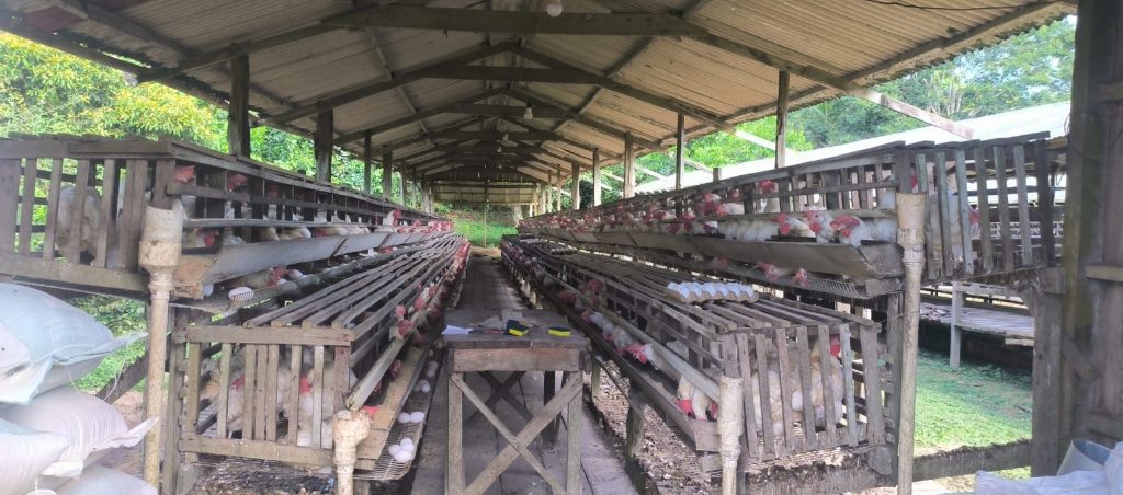 Ipaam notifica seis granjas no Amazonas e reforça necessidade de regularização ambiental 7 Ipaam Acao em granjas Foto 2 24 05 2025 1 1024x452 1