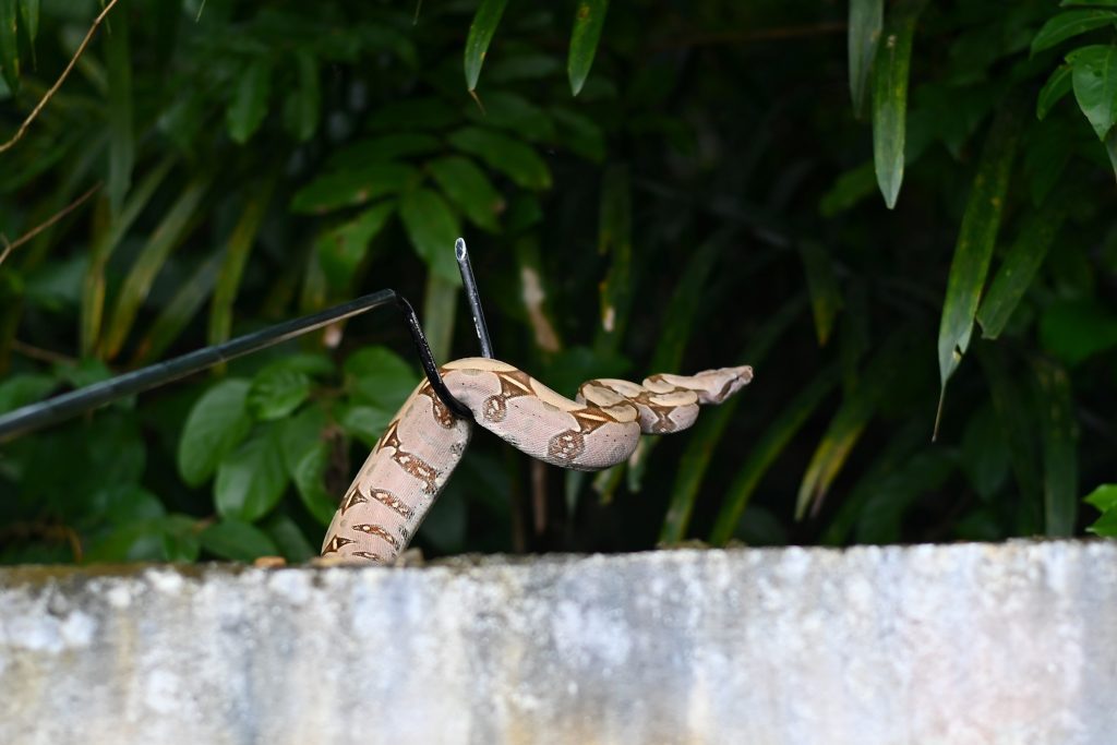 Noventa animais silvestres são resgatados pelo Ipaam de janeiro a maio 8 Ipaam Jiboia Foto 4 Ipaam Arquivo 1024x683 1
