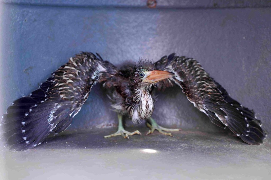 Noventa animais silvestres são resgatados pelo Ipaam de janeiro a maio 9 Ipaam Soco boi Foto 3 Ipaam Arquivo 1024x681 1