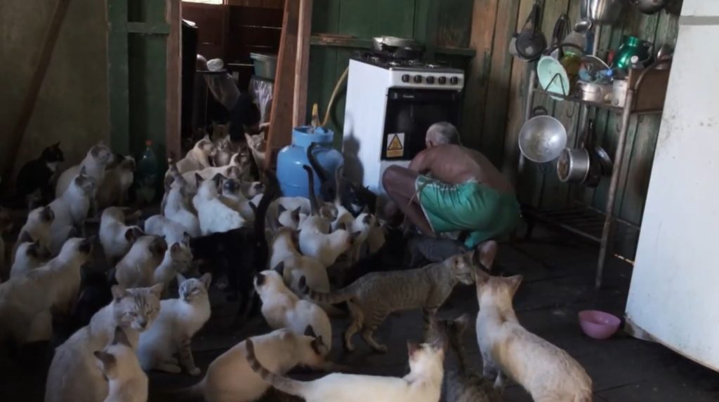 Governo do Amazonas realiza mutirão e castra 80 gatos acolhidos por casal de idosos no Careiro da Várzea 5 Mutirao Careiro Foto 1 21 05 20251 1024x573 1