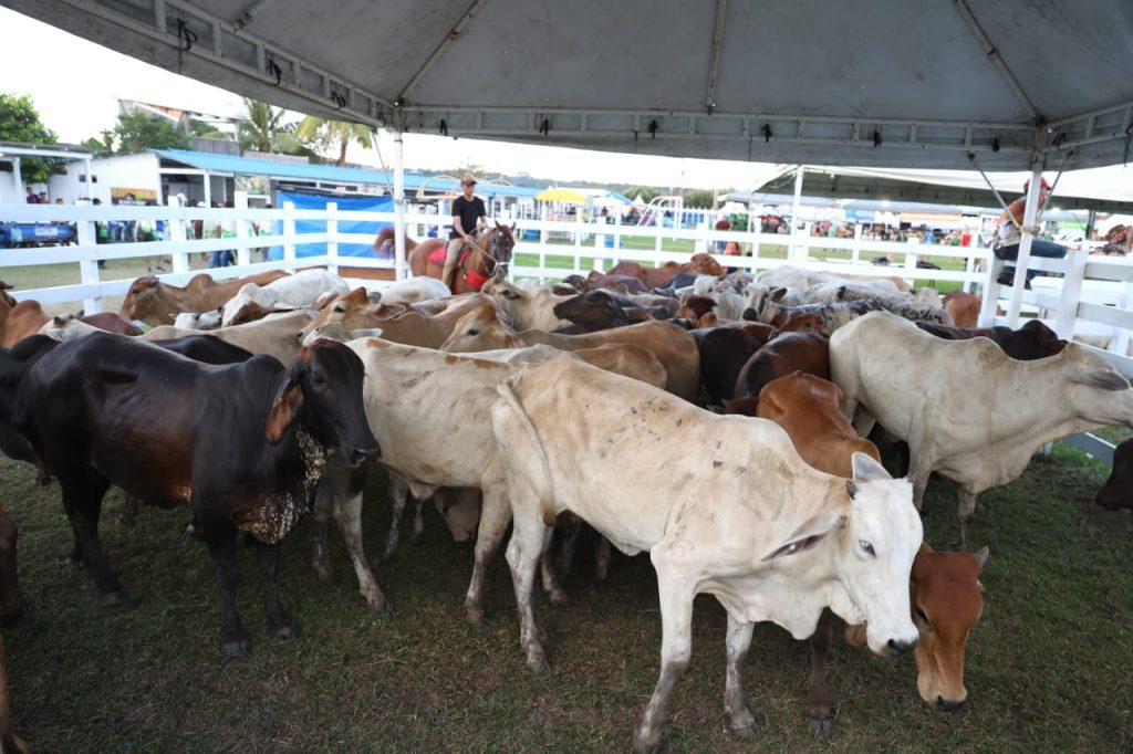 Sepror investe recursos para apoiar a realização da 6ª Exposição Agropecuária de Nhamundá 7 SEPROR EXPOSICAO AGROPECUARIA DE NHAMUNDA FOTO EMERSON MARTINS SEPROR 1024x682 1