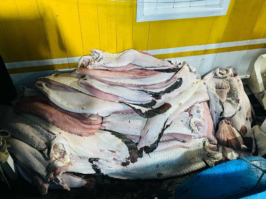 Sema apoia operação de apreensão de quatro toneladas de pescado ilegal na RDS Piagaçu-Purus 9 Sema apoia apreensao de quatro toneladas de pescado ilegal na RDS Piagacu Purus 5 1024x768 1